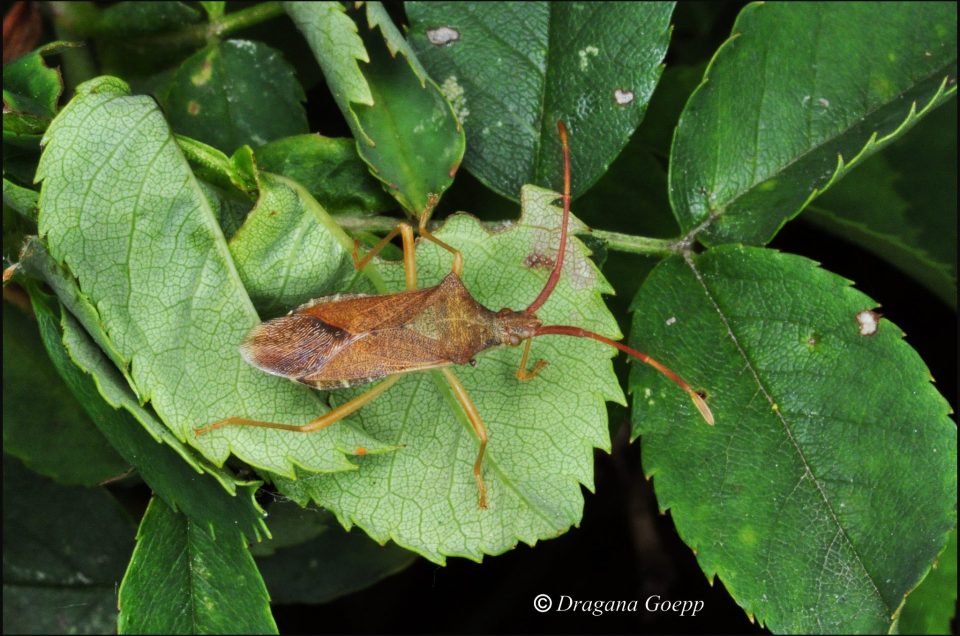 Punaise Gonocerus Acuteangularus Faune Flore De France