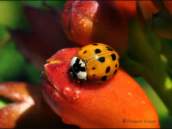 Coccinelle asiatique ou Harmonia axyridis