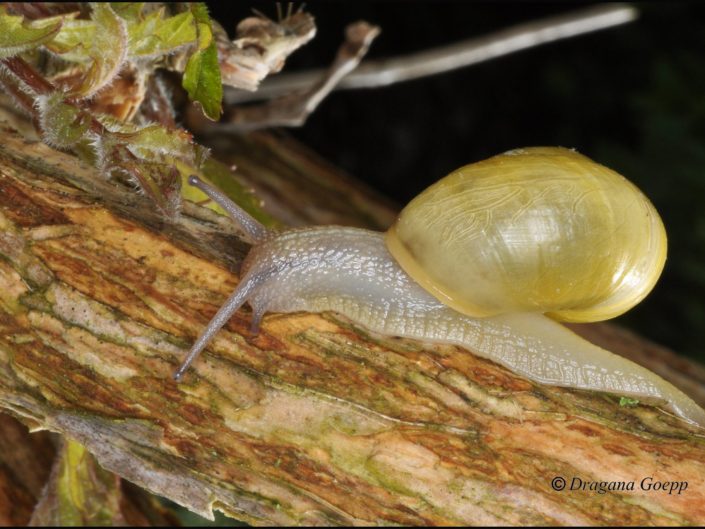 Escargot des bois ou Cepaea némoralis