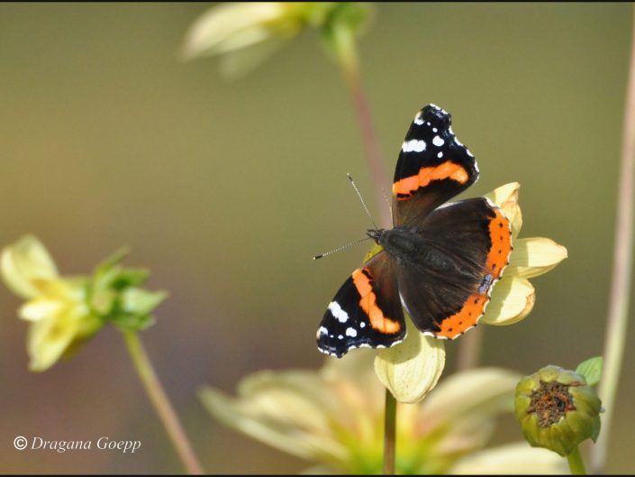 Vulcain ou Vanessa atalanta