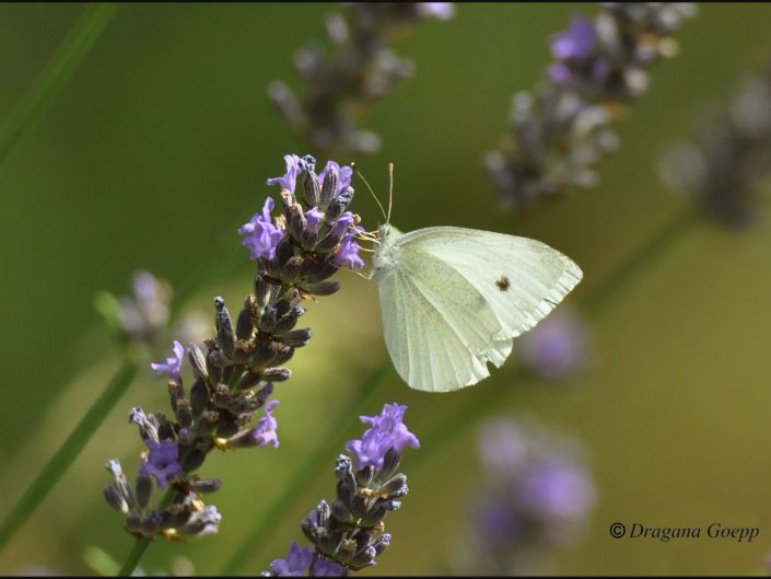 Piéride du chou ou Pieris brassicae