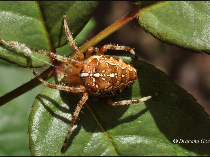 Epeire diadème ou areneus diadematus