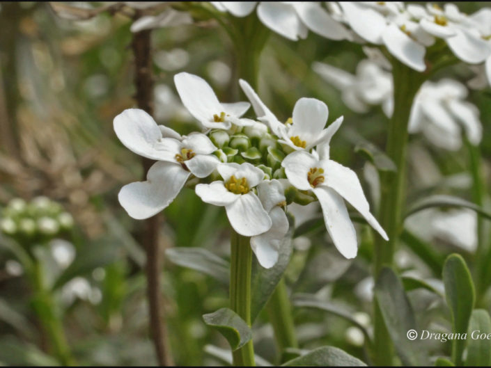 Corbeille d’argent ou Iberis