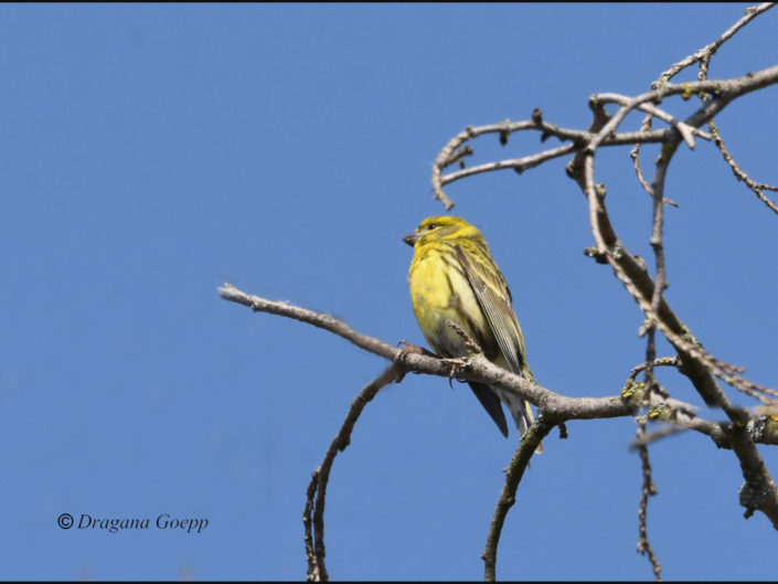 Serin cini