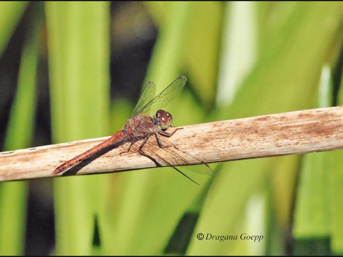 Sympetrum striolatum ou Sympétrum strié