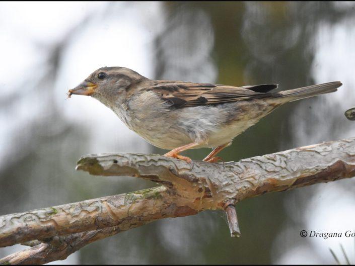 Moineau domestique