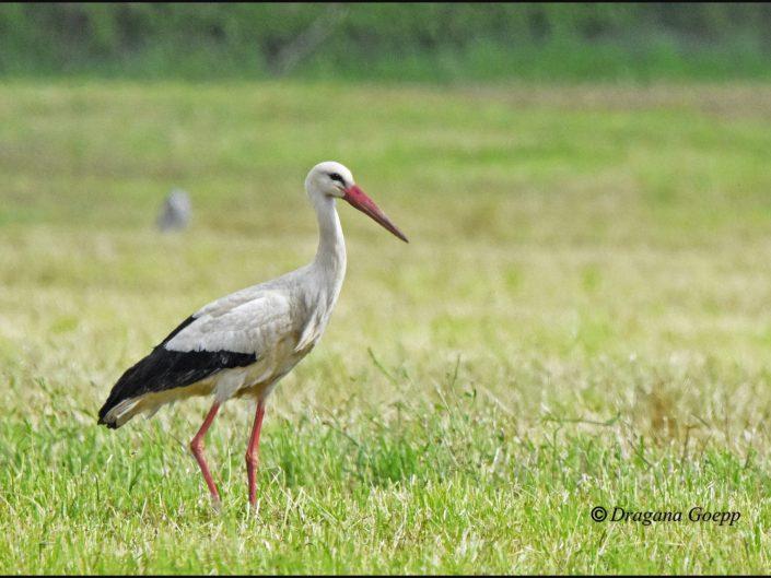 Cigogne blanche