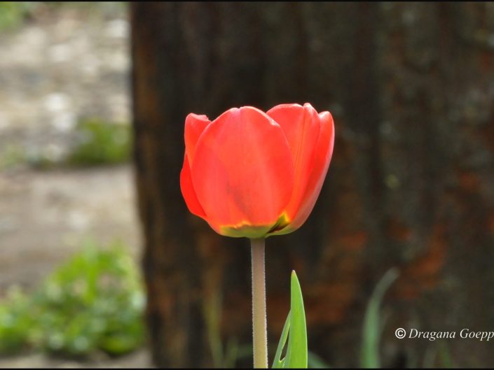 Tulipe ou Tulipa