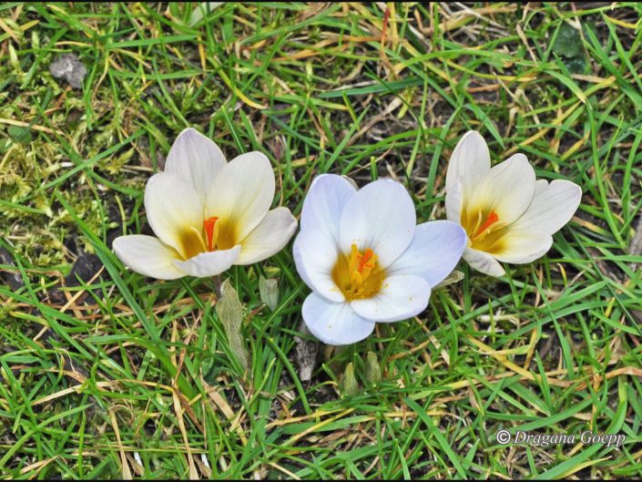 Crocus